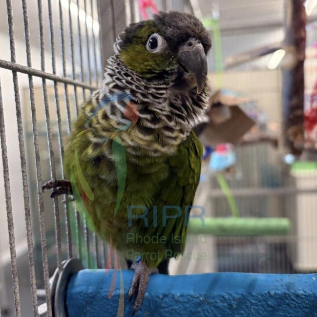 Gator, Bowser, Honeybun, a ADOPTABLE Conure in Warwick, RI image 4/4