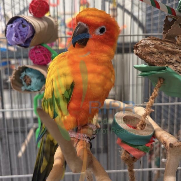 Gator, Bowser, Honeybun, a ADOPTABLE Conure in Warwick, RI image 2/4