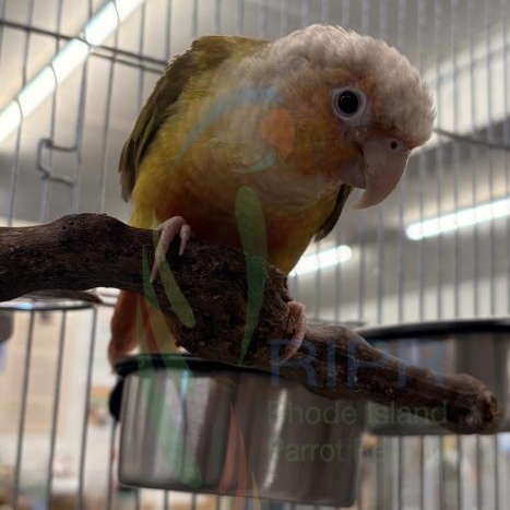 Gator, Bowser, Honeybun, a ADOPTABLE Conure in Warwick, RI image 3/4