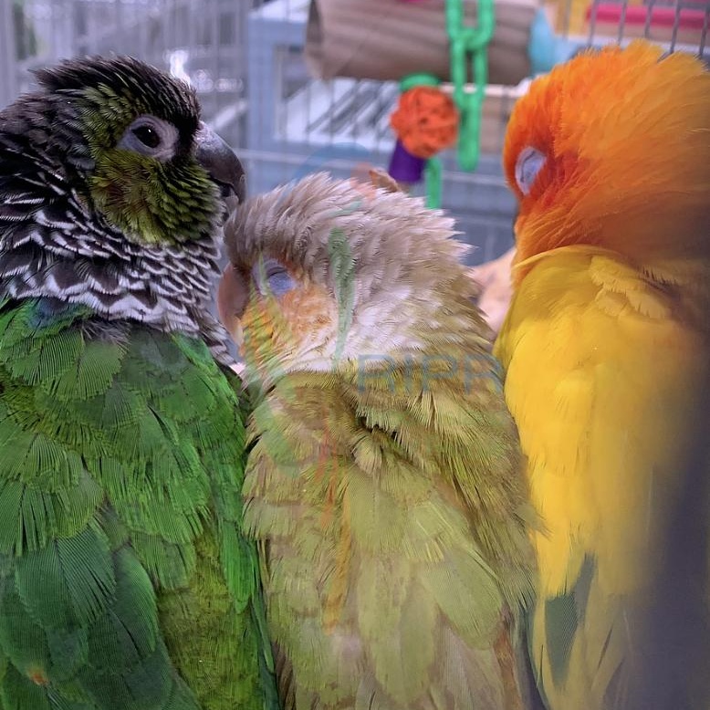 Gator, Bowser, Honeybun, ADOPTABLE, Adult Unknown Conure.