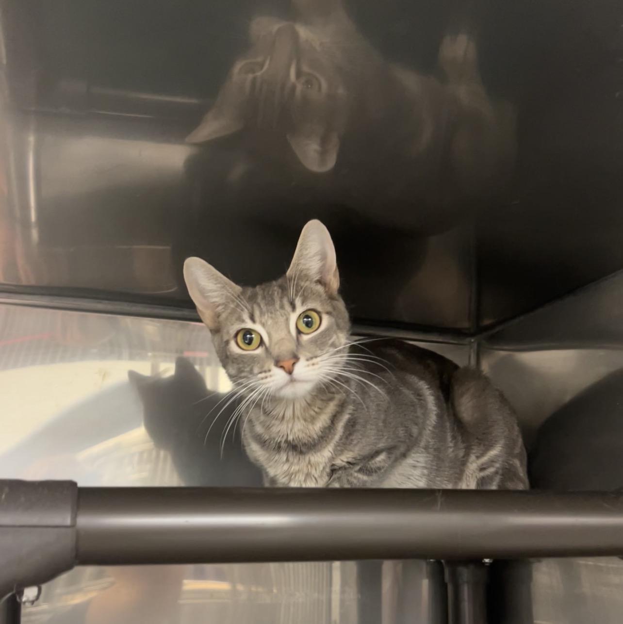 Ryobi, Adoptable, Young Female Domestic Short Hair.
