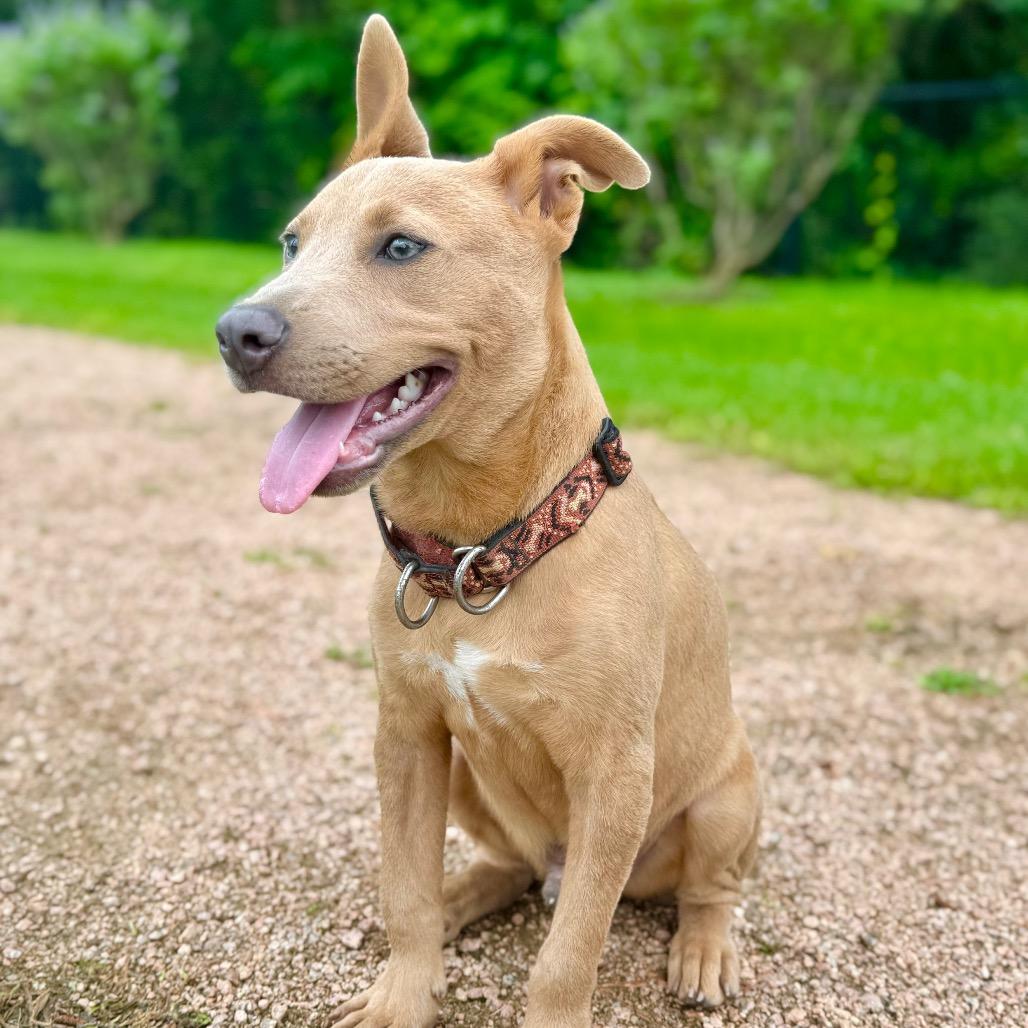 Scooter, Adoptable, Young Male Labrador Retriever.