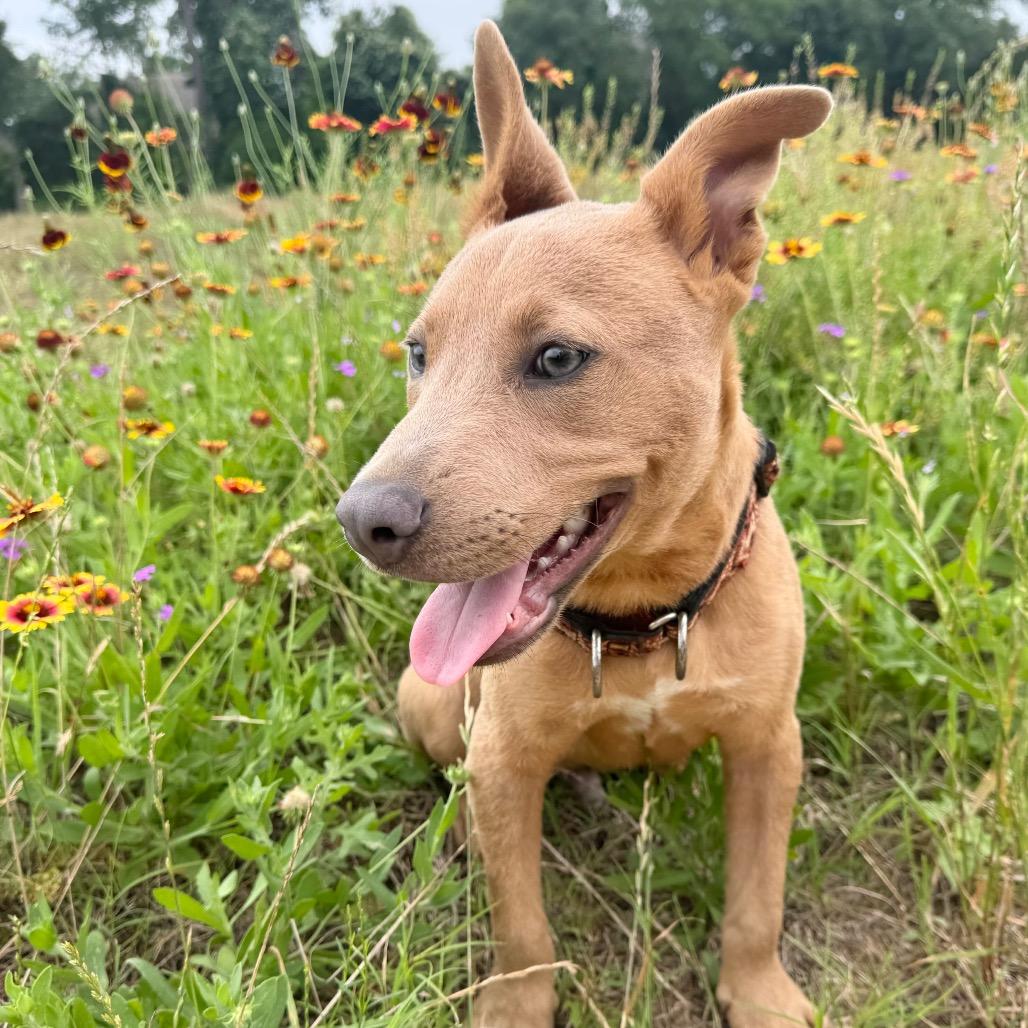 Scooter, a Adoptable Labrador Retriever in Conroe, TX image 3/6
