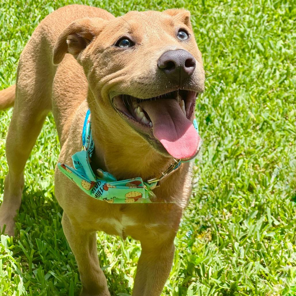 Enlarge Scooter, a Adoptable Labrador Retriever in Conroe, TX image 4/6