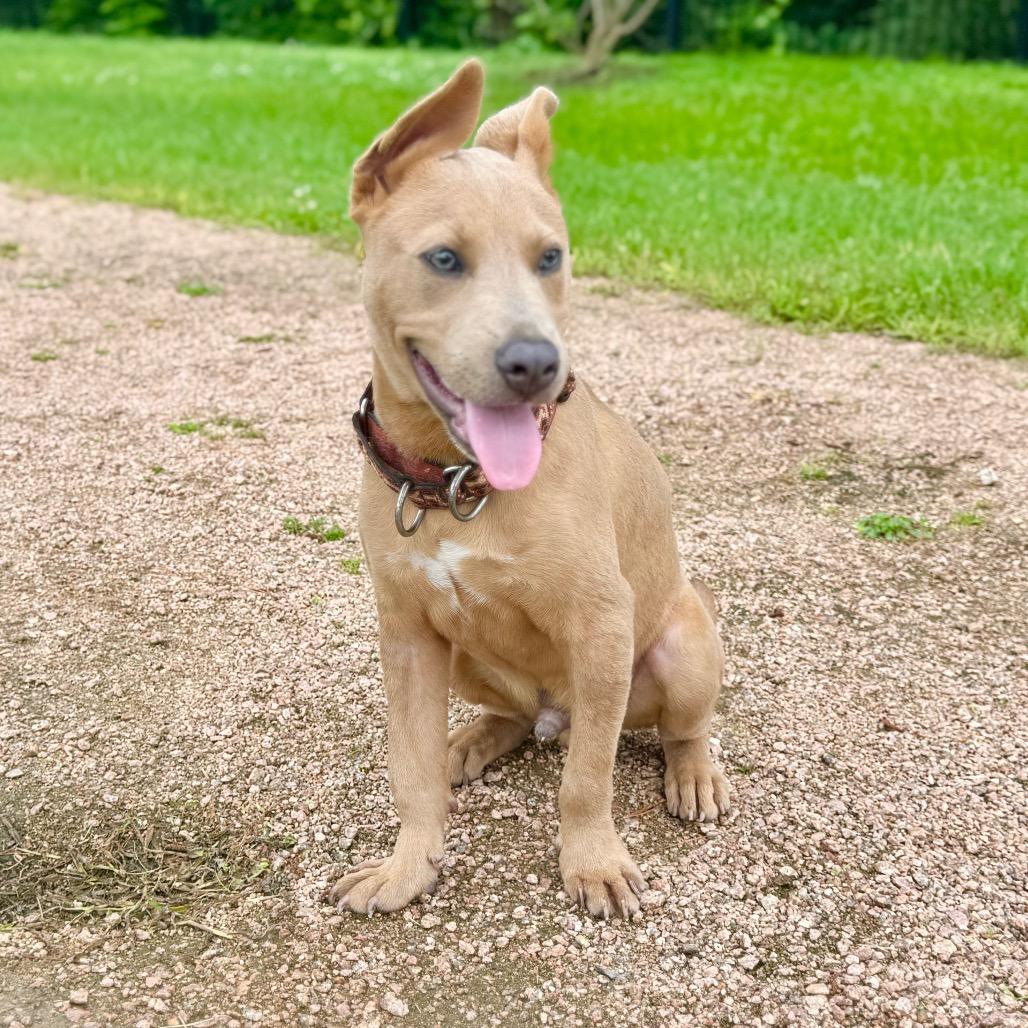Scooter, a Adoptable Labrador Retriever in Conroe, TX image 4/6