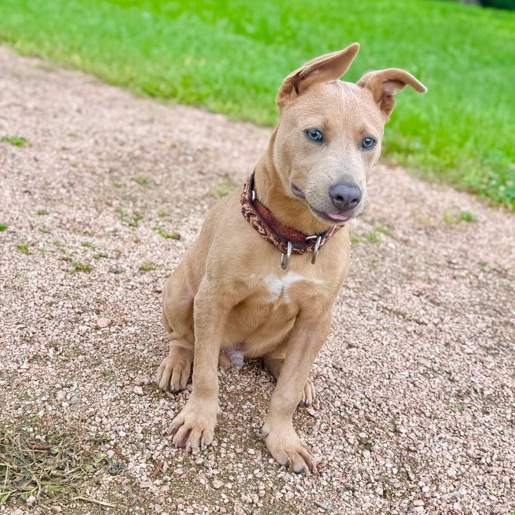Scooter, a Adoptable Labrador Retriever in Conroe, TX image 6/6