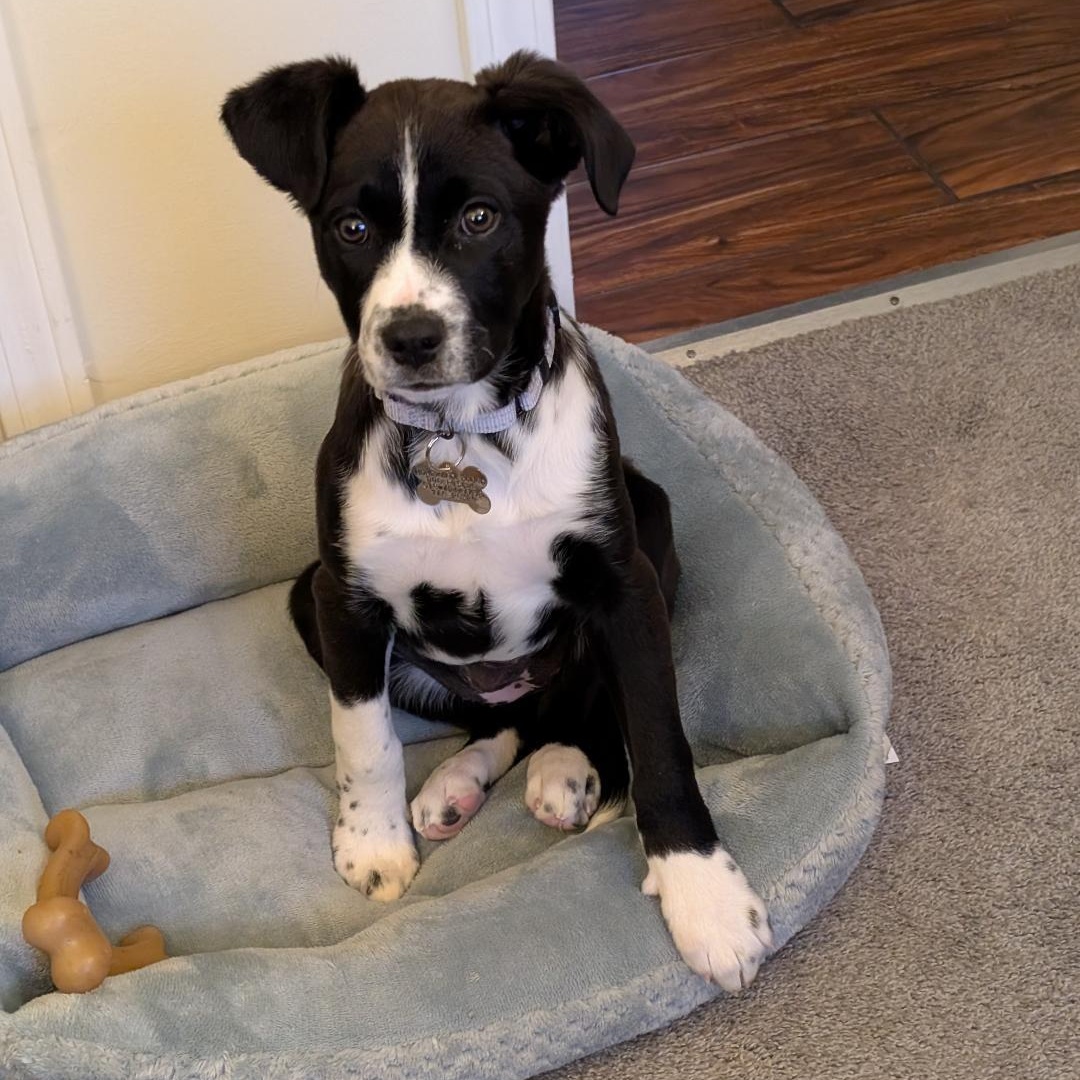 Molly, a Adoptable mixed breed in Albany, NY image 3/6