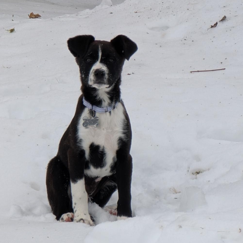 Molly, a Adoptable mixed breed in Albany, NY image 2/6