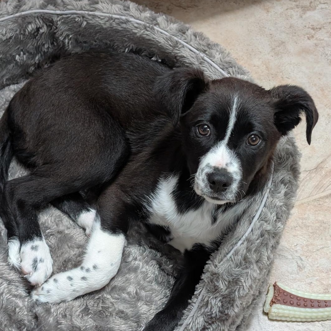 Molly, a Adoptable mixed breed in Albany, NY image 1/6