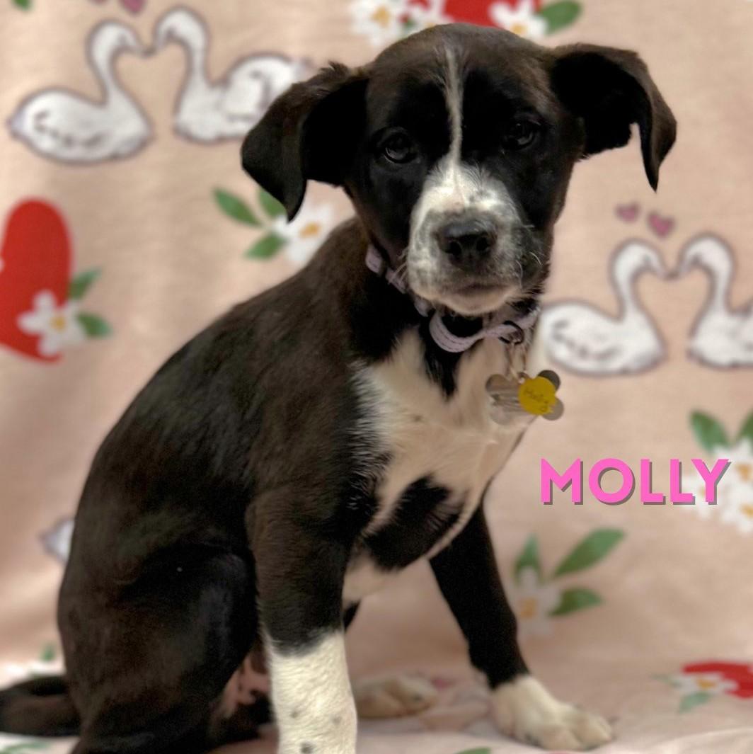 Molly, a Adoptable mixed breed in Albany, NY image 6/6