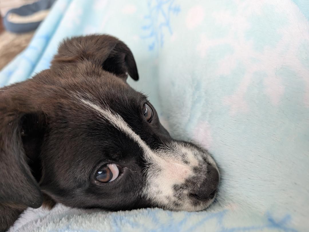 Molly, a Adoptable mixed breed in Albany, NY image 4/6
