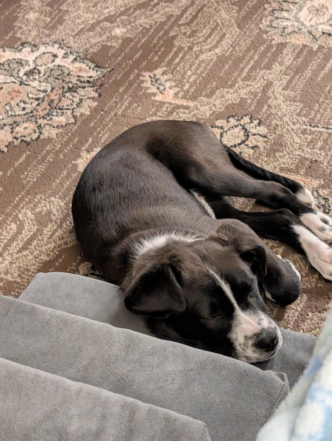 Molly, a Adoptable mixed breed in Albany, NY image 5/6