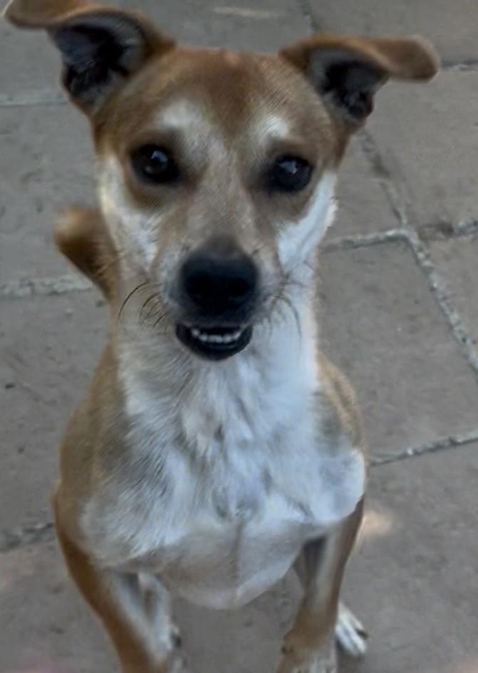 Chachi, Adoptable, Adult Male Chihuahua & Dachshund.