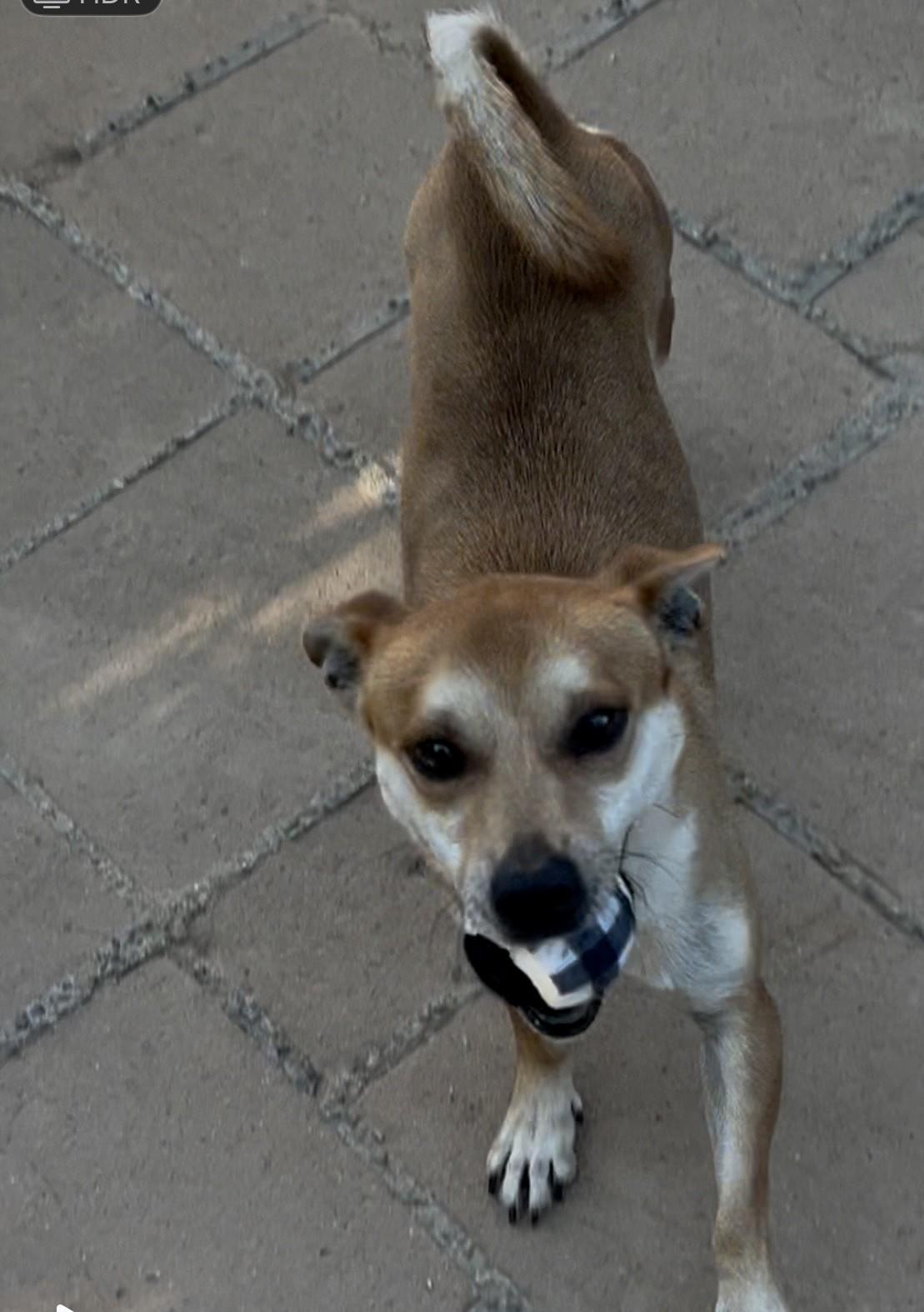 Chachi, a Adoptable mixed breed in Livermore, CA image 2/2