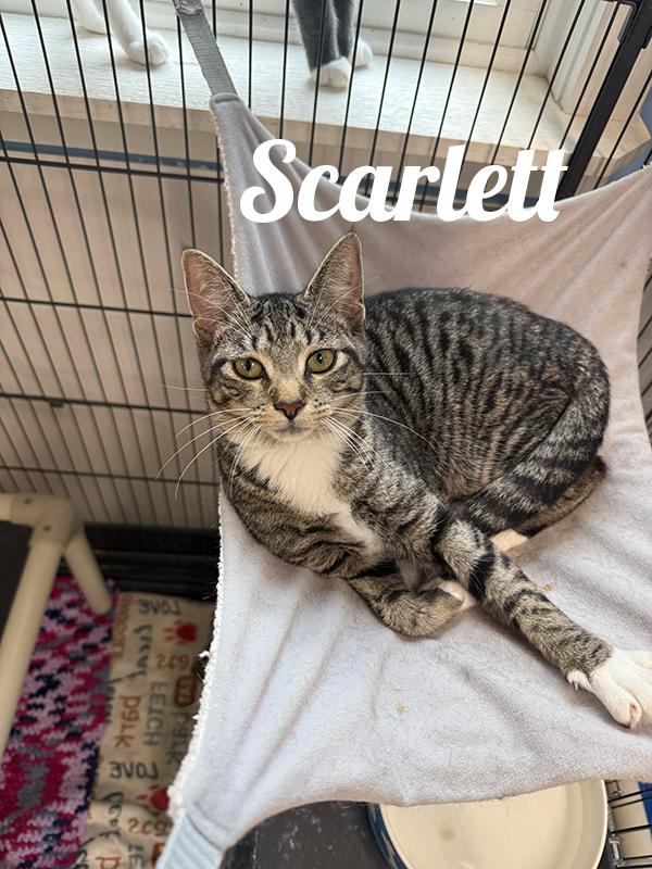 Enlarge Scarlett, a Adoptable Domestic Short Hair in Manistee, MI image 1/1