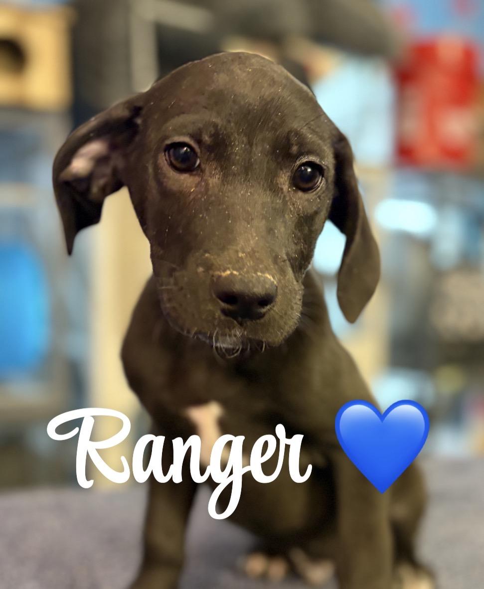Ranger, Adoptable, Puppy Male Beagle & Black and Tan Coonhound.