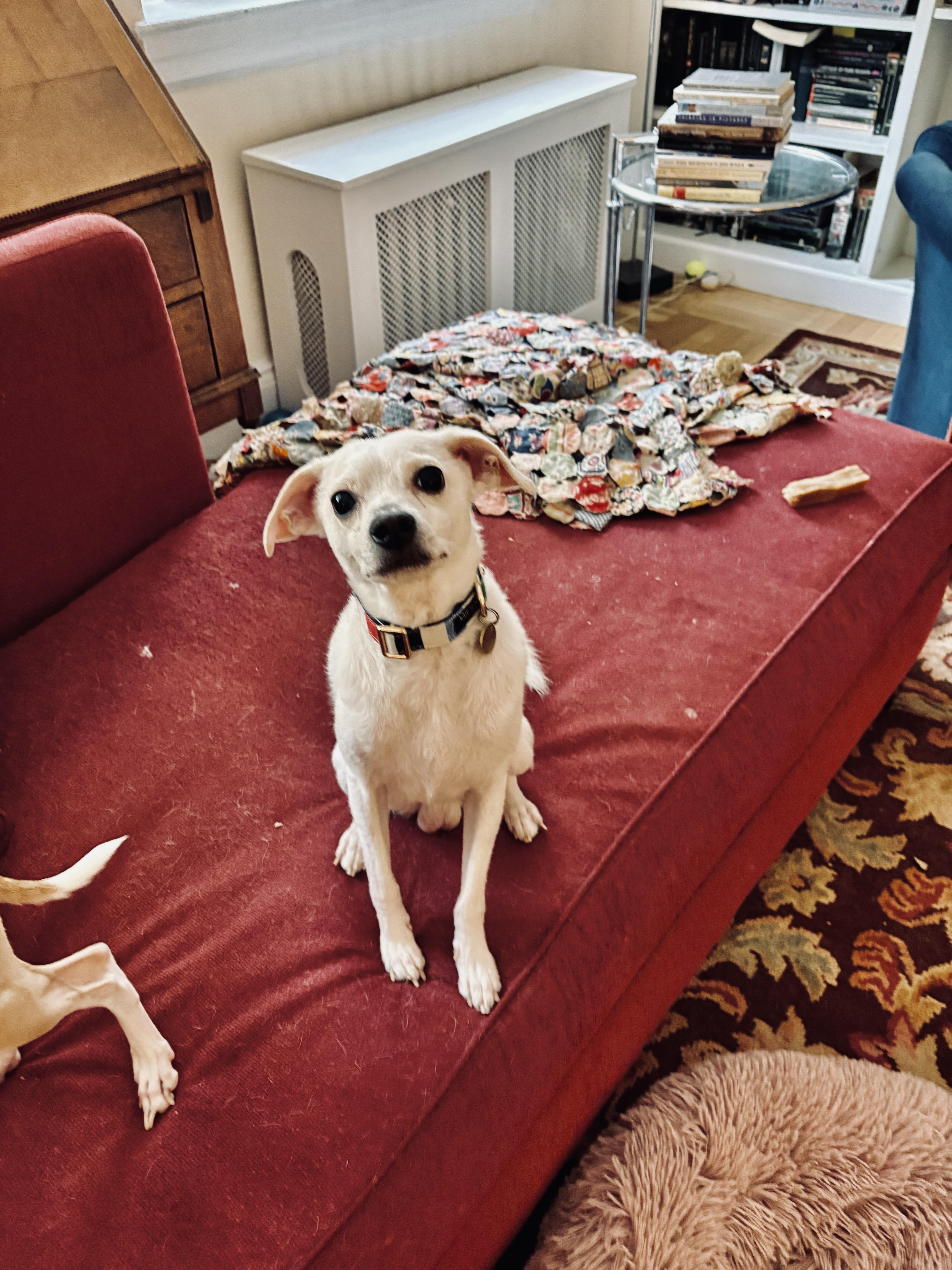 Coco, a Adoptable Chihuahua in New York, NY image 2/5