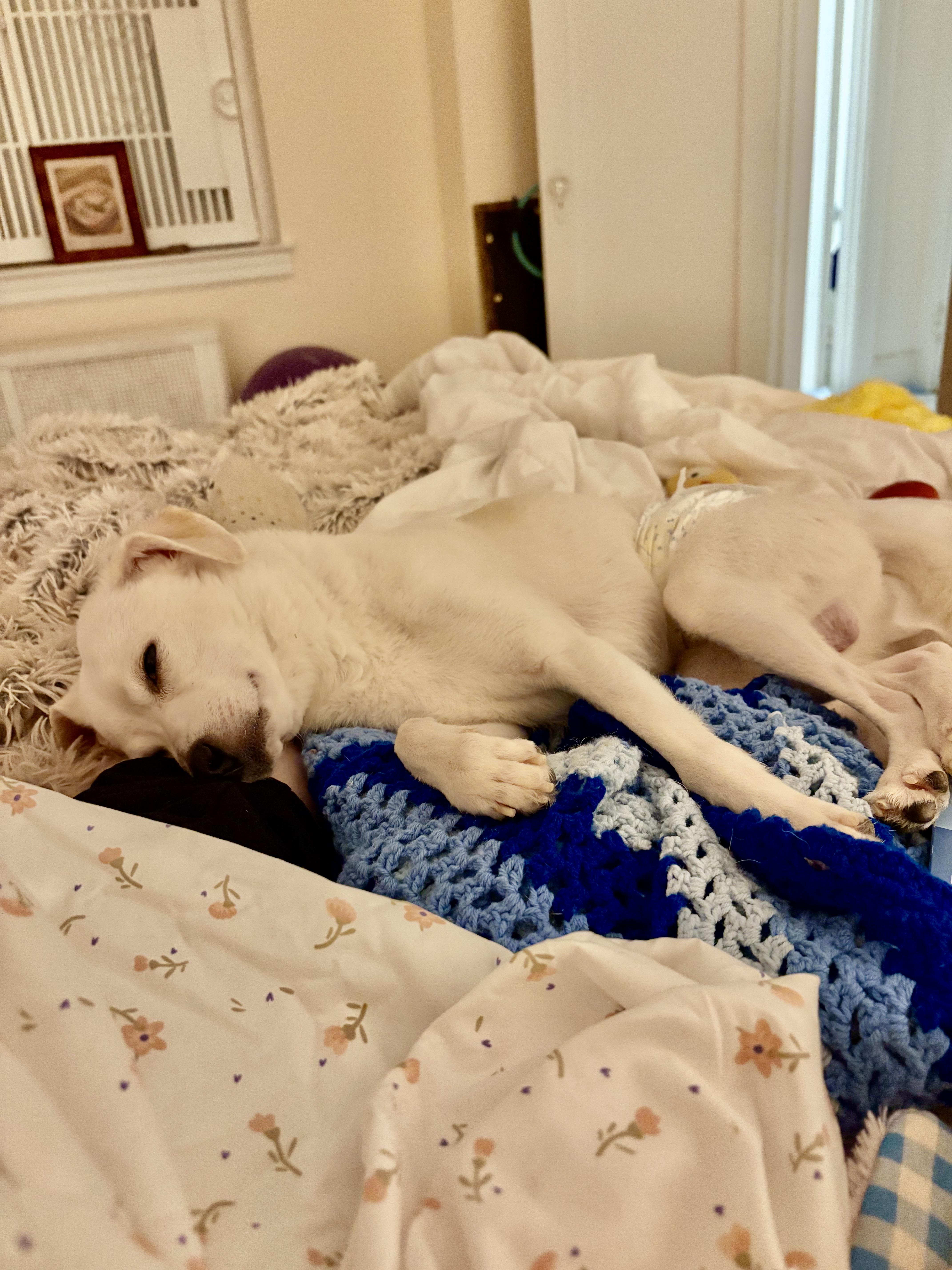 Coco, a Adoptable Chihuahua in New York, NY image 4/5