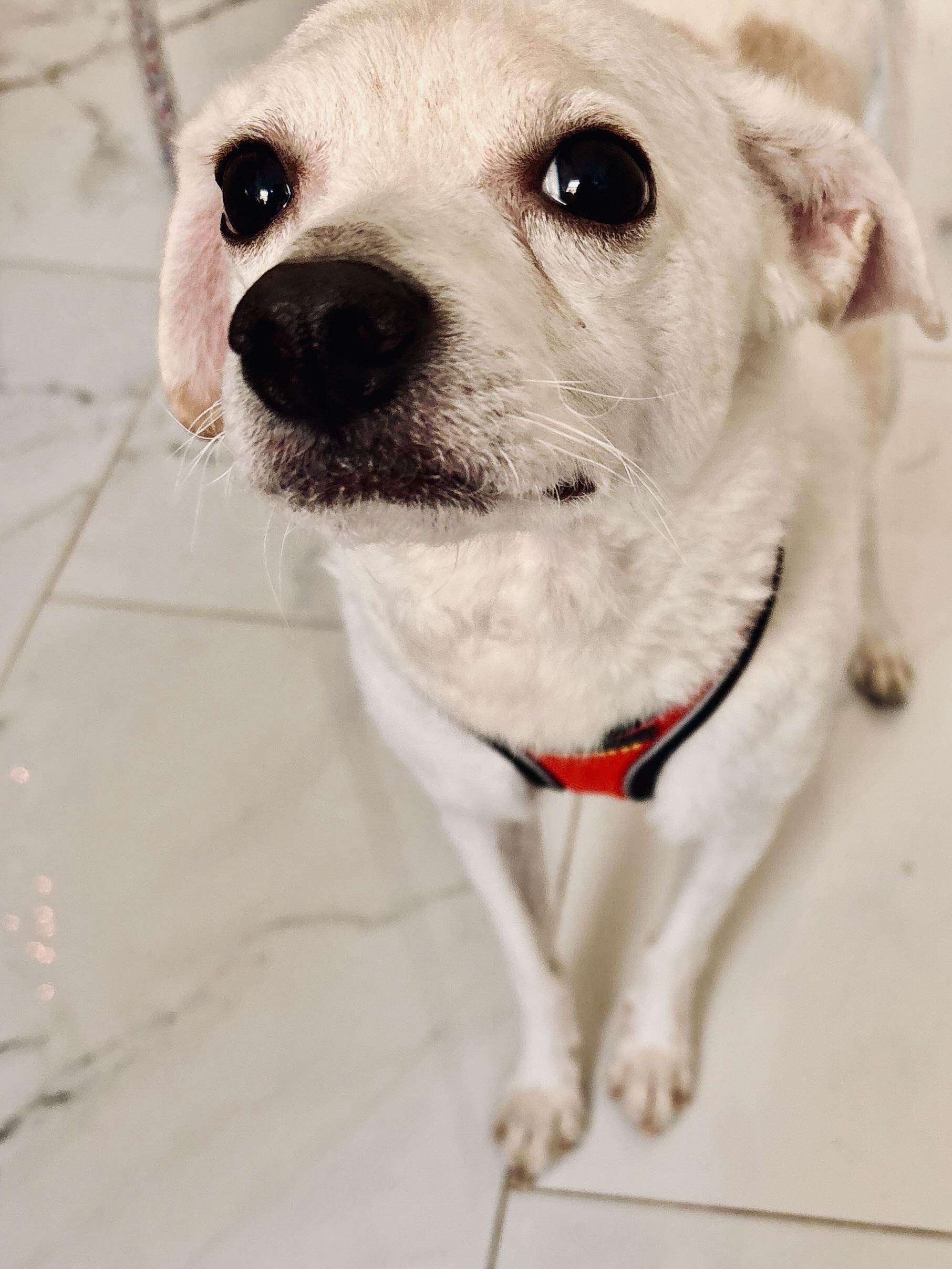 Coco
