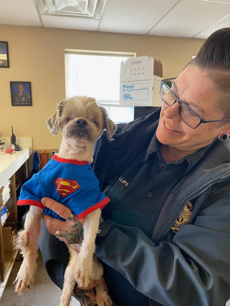 Enlarge Willy, a Adopted Shih Tzu in Douglasville, GA image 1/6