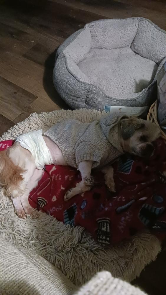 Willy, a Adopted Shih Tzu in Douglasville, GA image 1/3