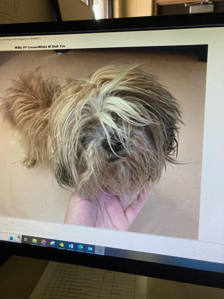Enlarge Willy, a Adopted Shih Tzu in Douglasville, GA image 3/6