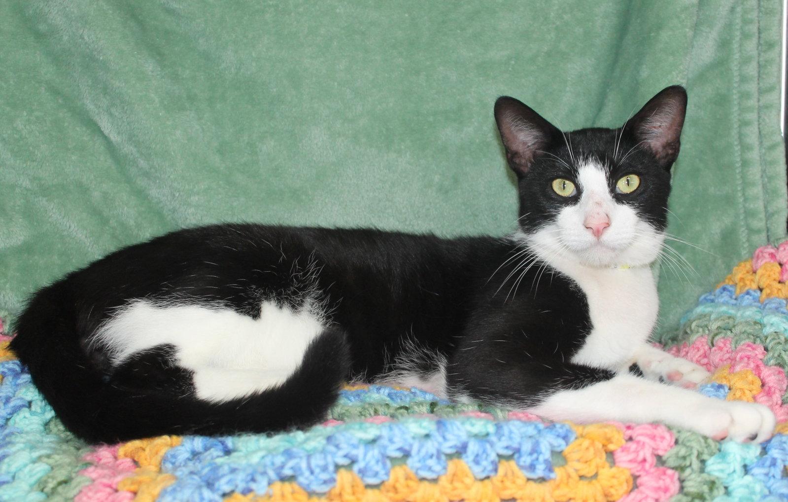 Allen - 43847, Adoptable, Adult Male Domestic Short Hair.