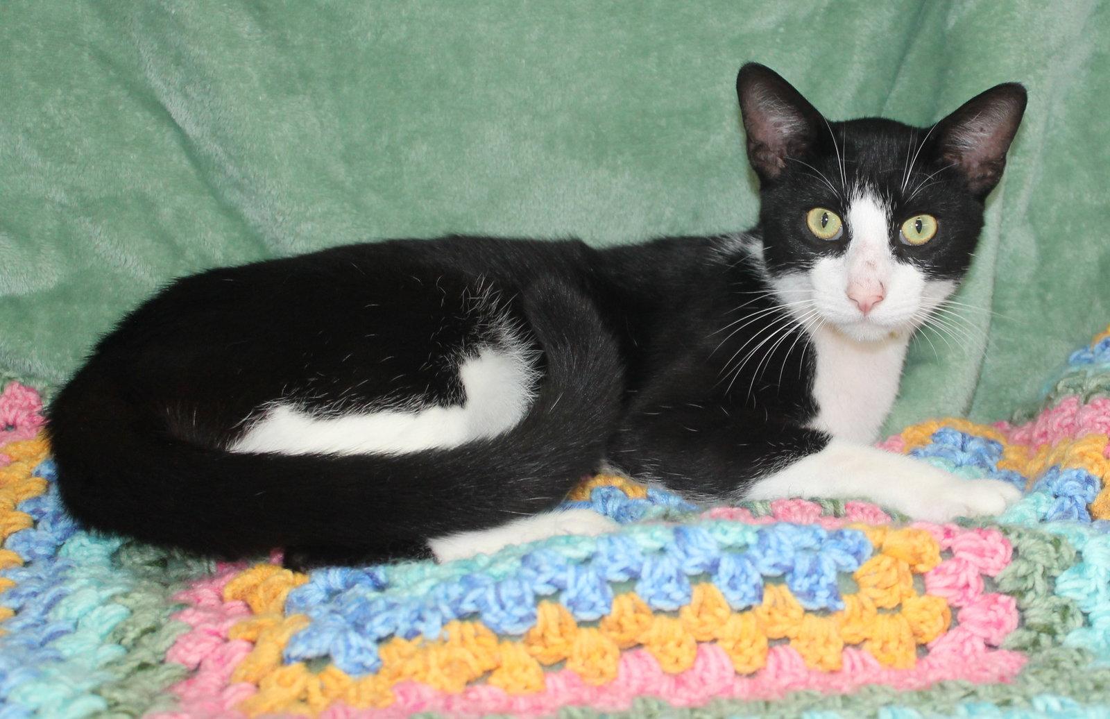 Enlarge Allen - 43847, a Adoptable Domestic Short Hair in Prattville, AL image 2/3