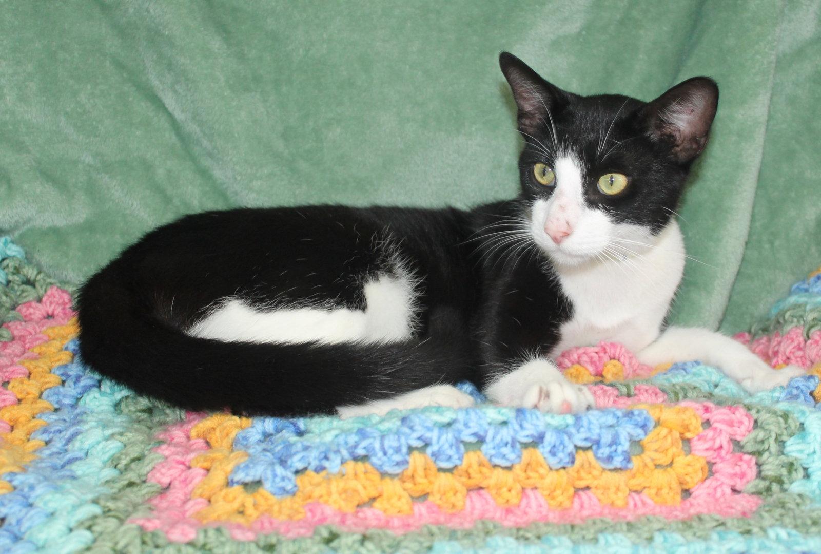 Enlarge Allen - 43847, a Adoptable Domestic Short Hair in Prattville, AL image 3/3