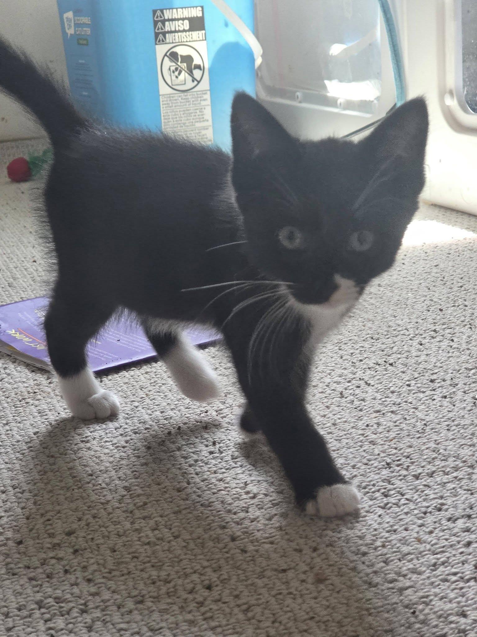 Mufasa, a ADOPTABLE Tuxedo in Rochester, NY image 3/3