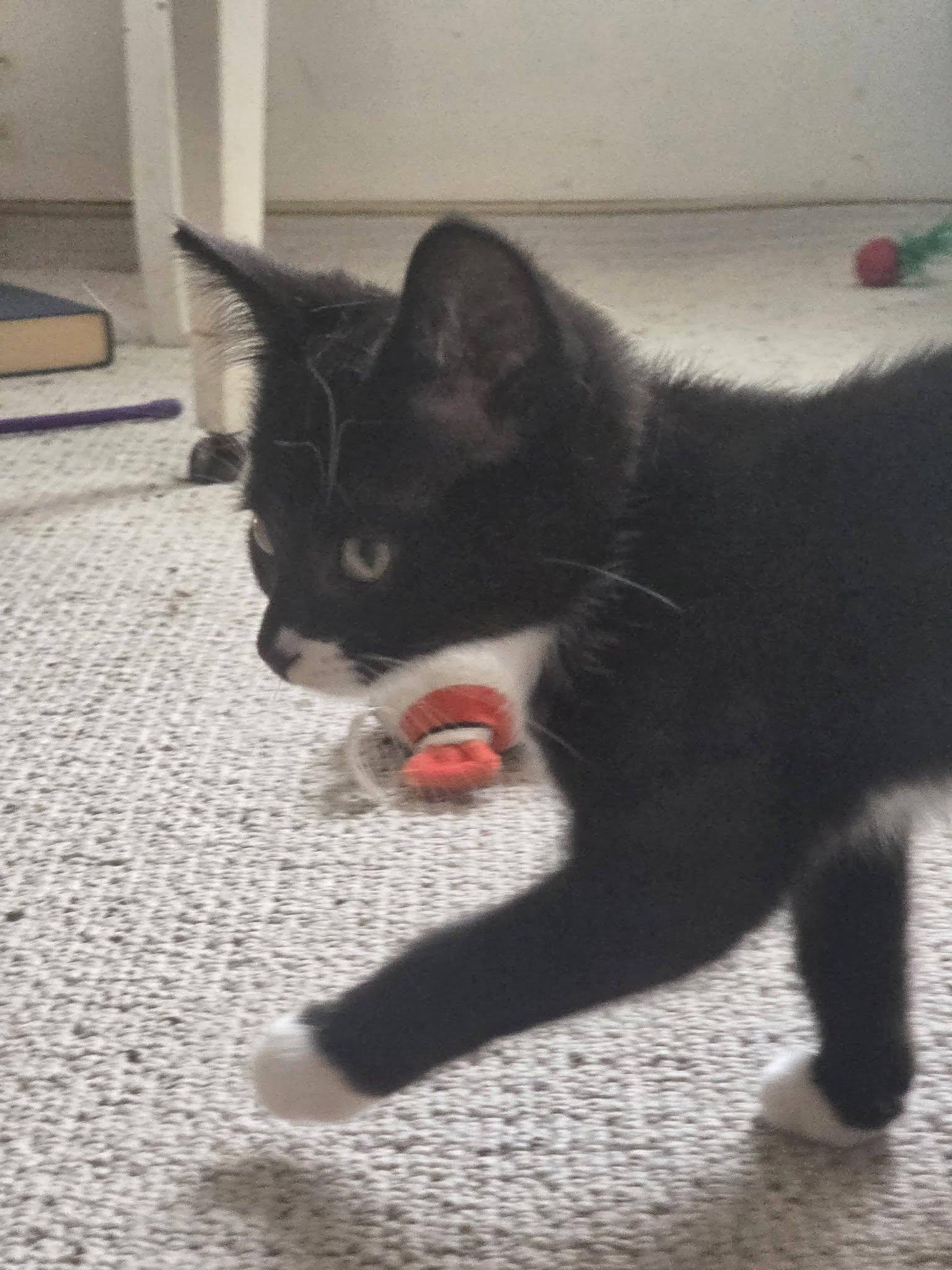 Mufasa, a ADOPTABLE Tuxedo in Rochester, NY image 2/3