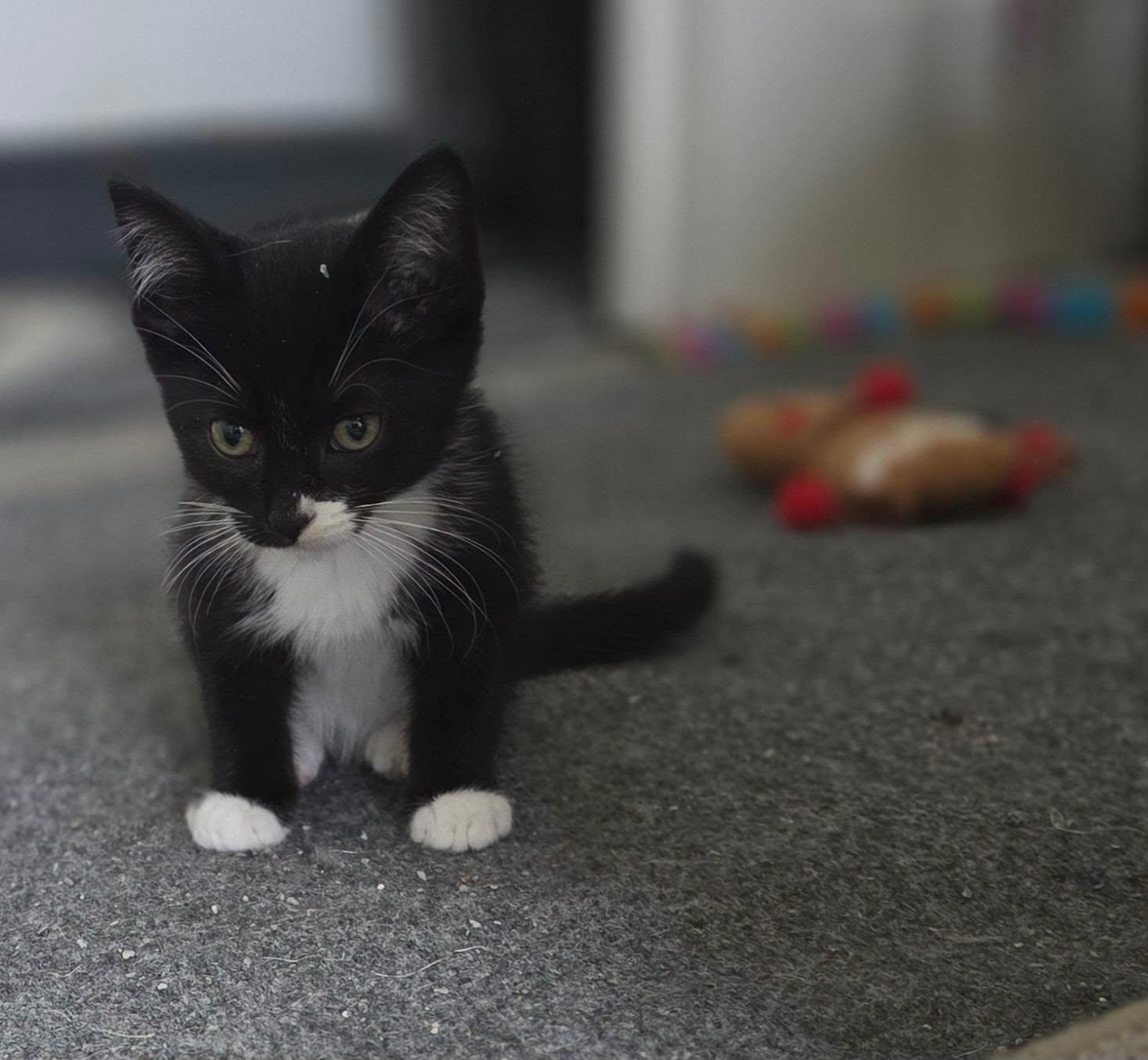 Mufasa, ADOPTABLE, Kitten Male Tuxedo.