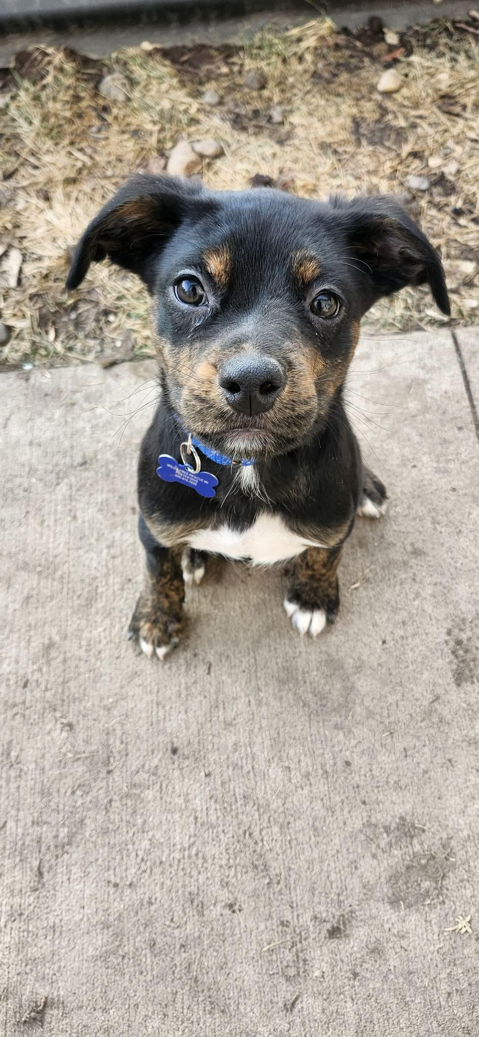 Teddy , ADOPTABLE, Puppy Male Shepherd.