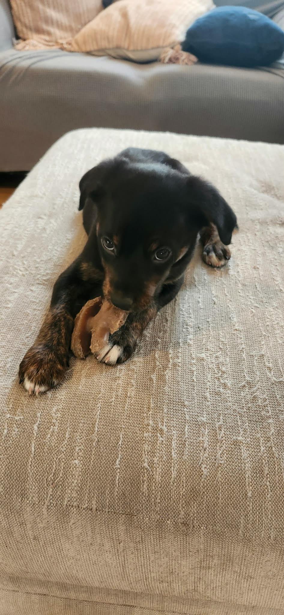 Teddy , a ADOPTABLE mixed breed in De Pere, WI image 2/2