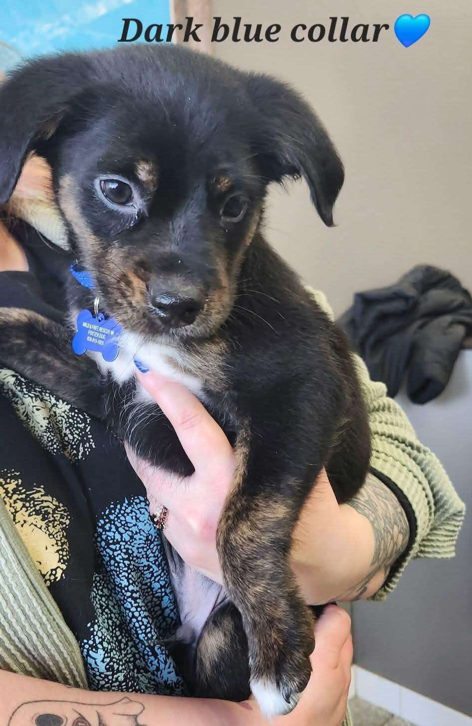 Teddy , a ADOPTABLE mixed breed in De Pere, WI image 1/2