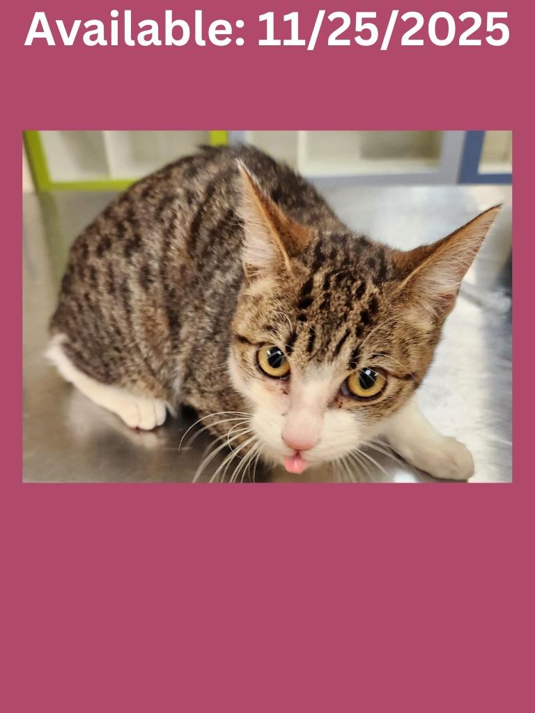 Cat Condo #15 Bunny, Adoptable, Young Female Domestic Short Hair & Mixed Breed.