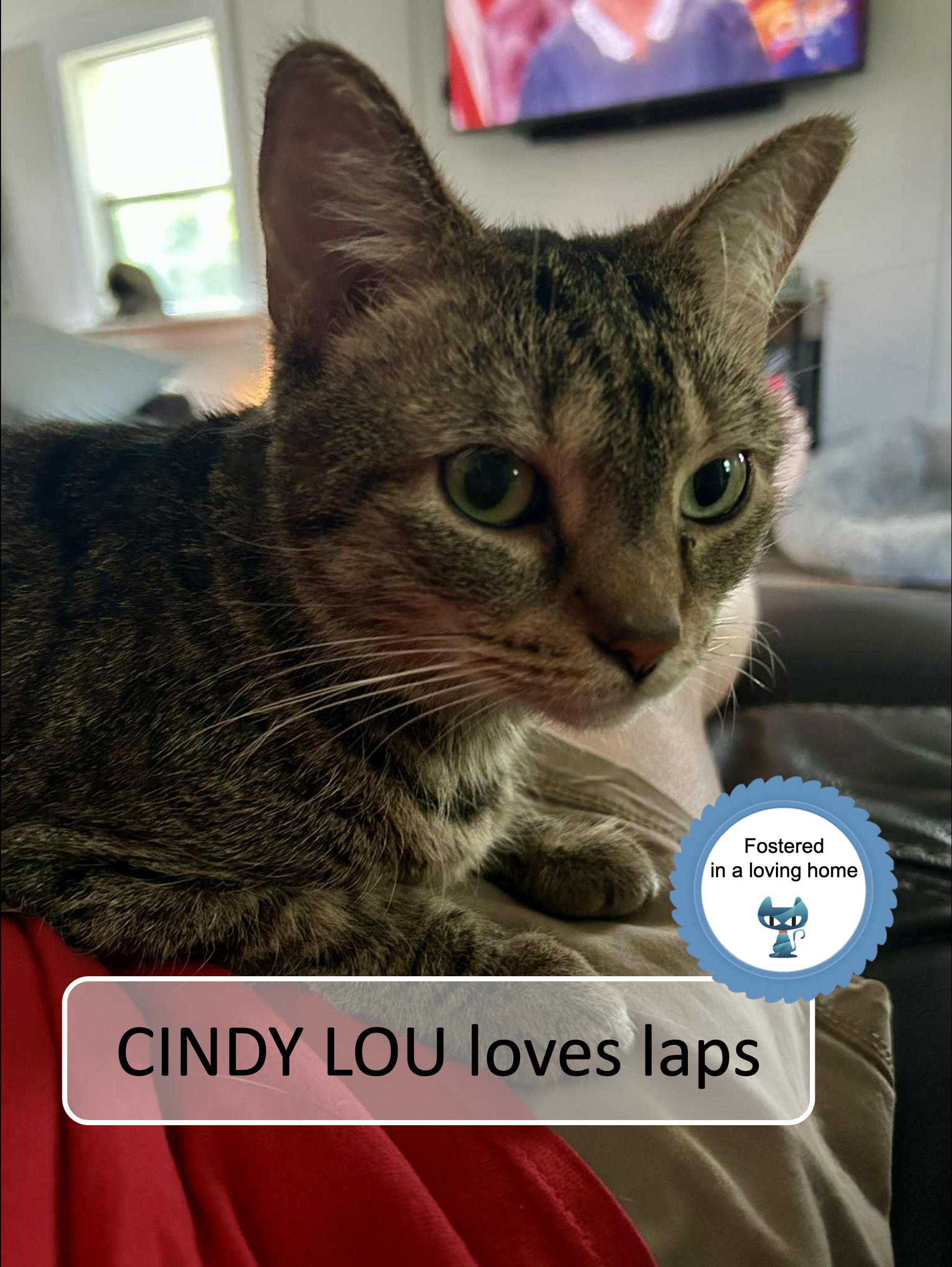 Enlarge Cindy Lou, an adopted Domestic Short Hair in Cincinnati, OH image 1/2