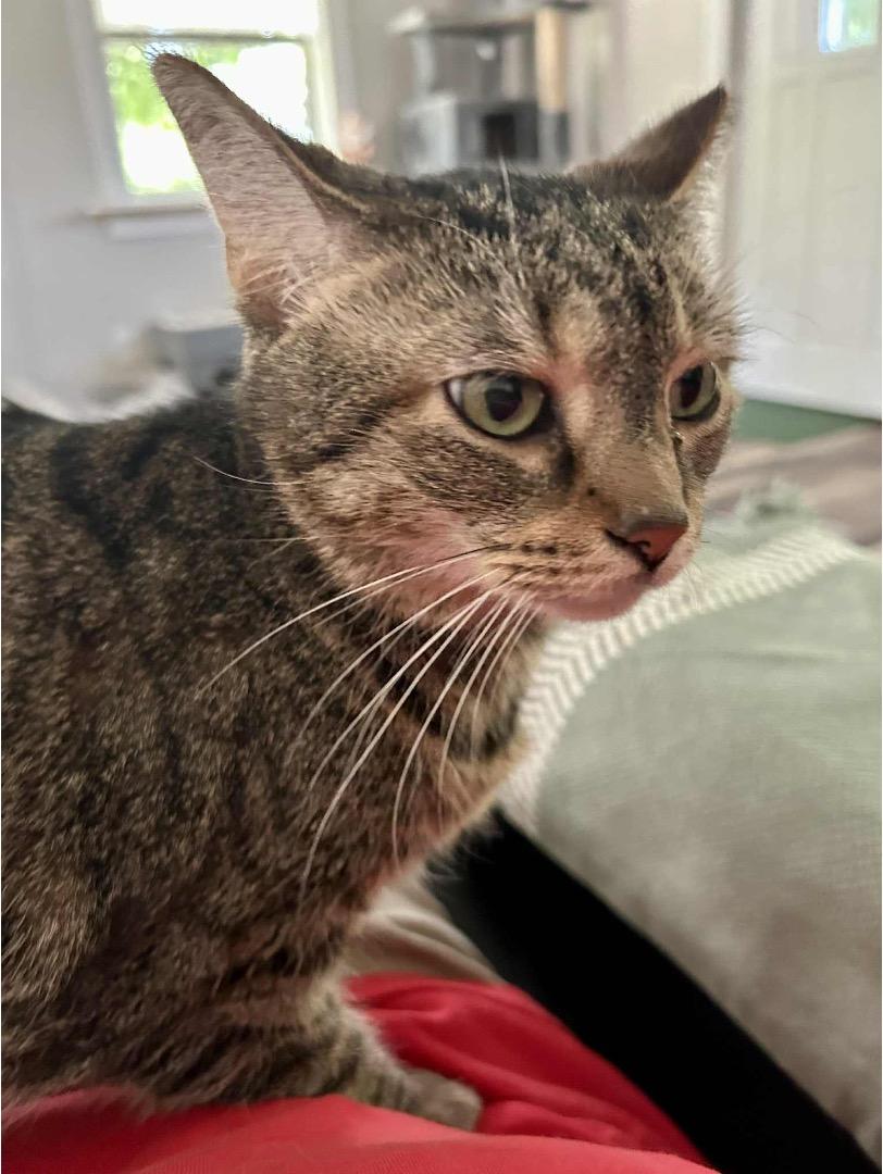 Enlarge Cindy Lou, an adopted Domestic Short Hair in Cincinnati, OH image 2/2