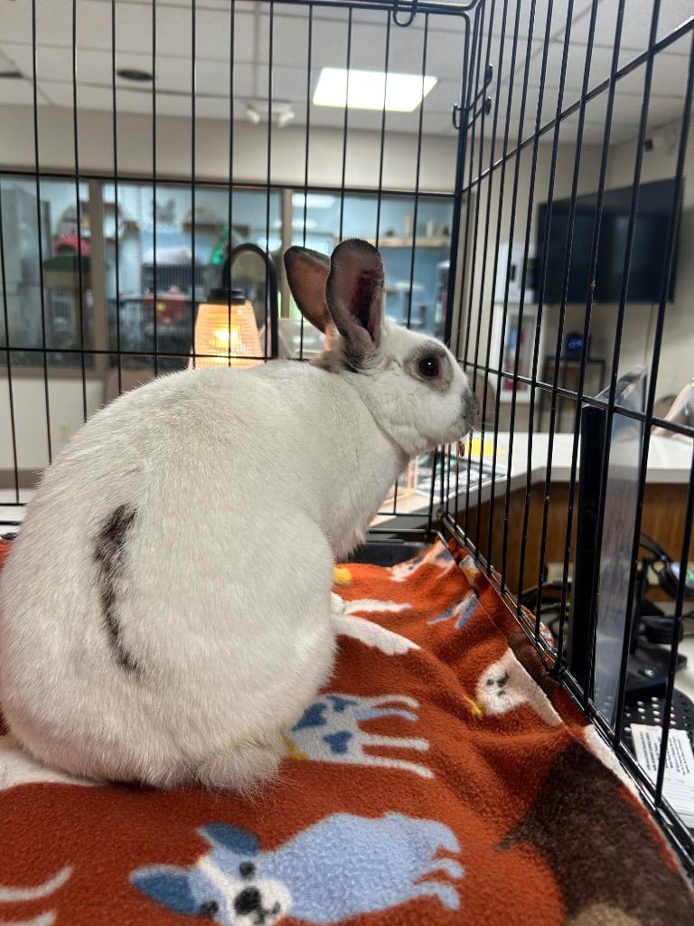 Thumper, Adoptable, Young Female Rex.