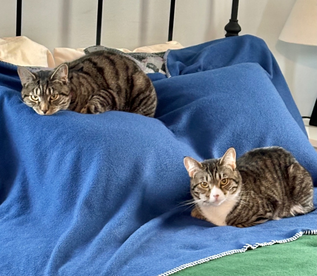 Cat for adoption Princess & Luna, a Domestic Short Hair in Beltsville