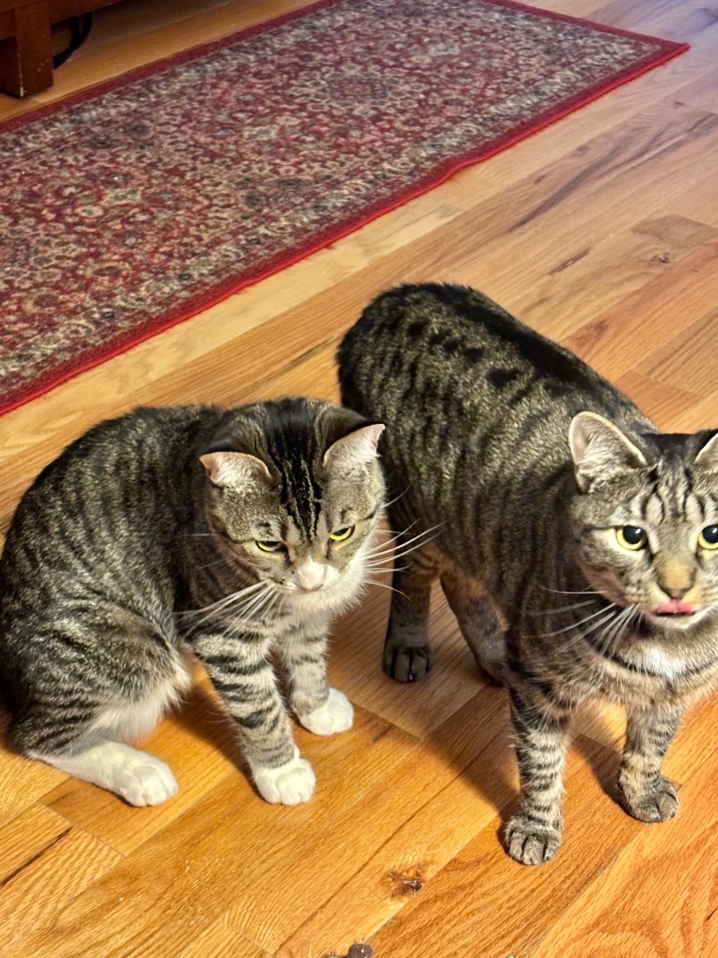 Cat for adoption Princess & Luna, a Domestic Short Hair in Beltsville