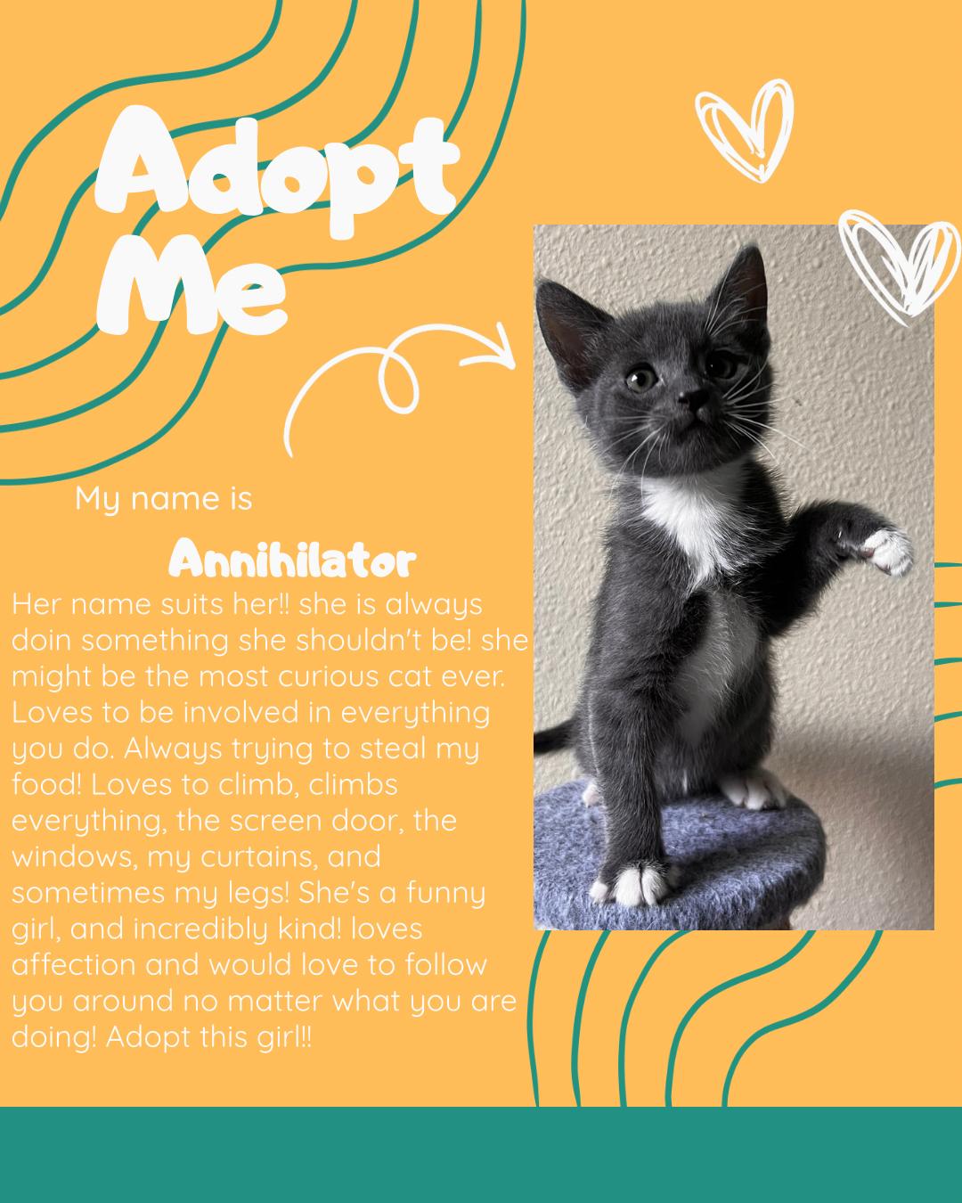 Annihilator, adopted, Kitten Female Domestic Short Hair.