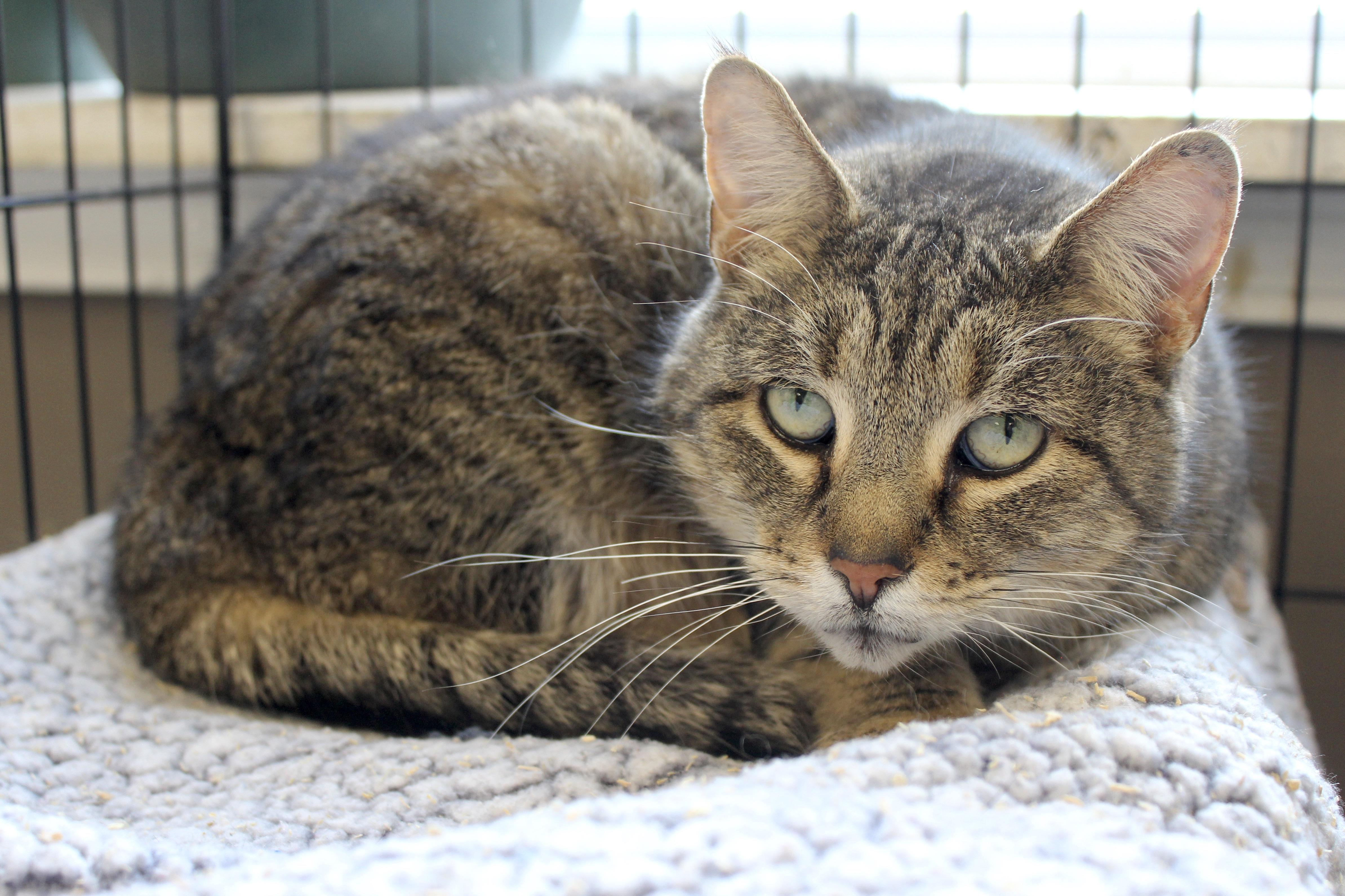 WINTERGREEN — thumbnail 2