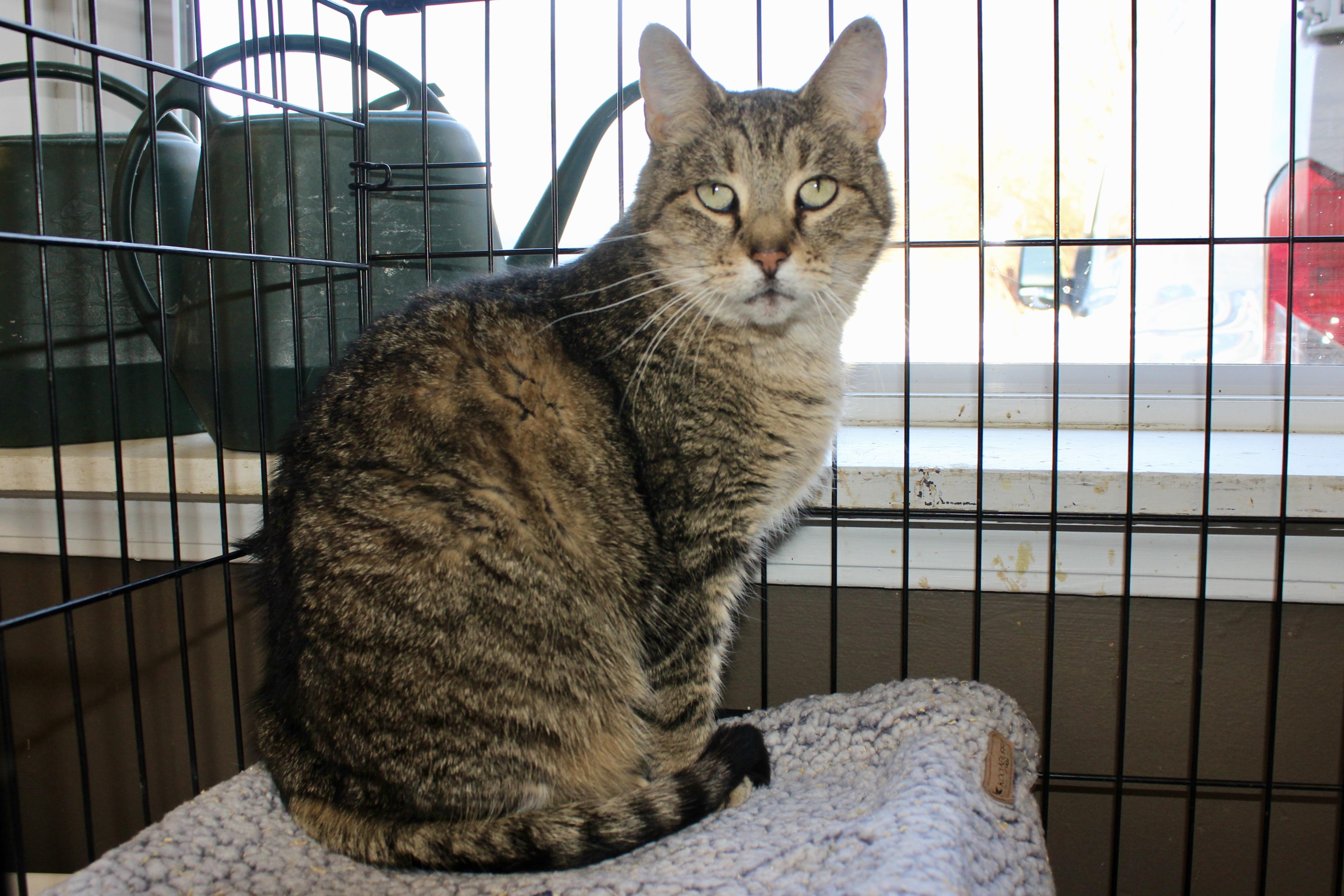 WINTERGREEN — thumbnail 3