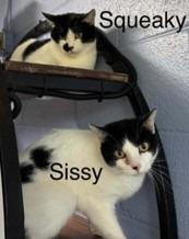Enlarge Sissy, a Adoptable mixed breed in Waverly, TN image 1/1