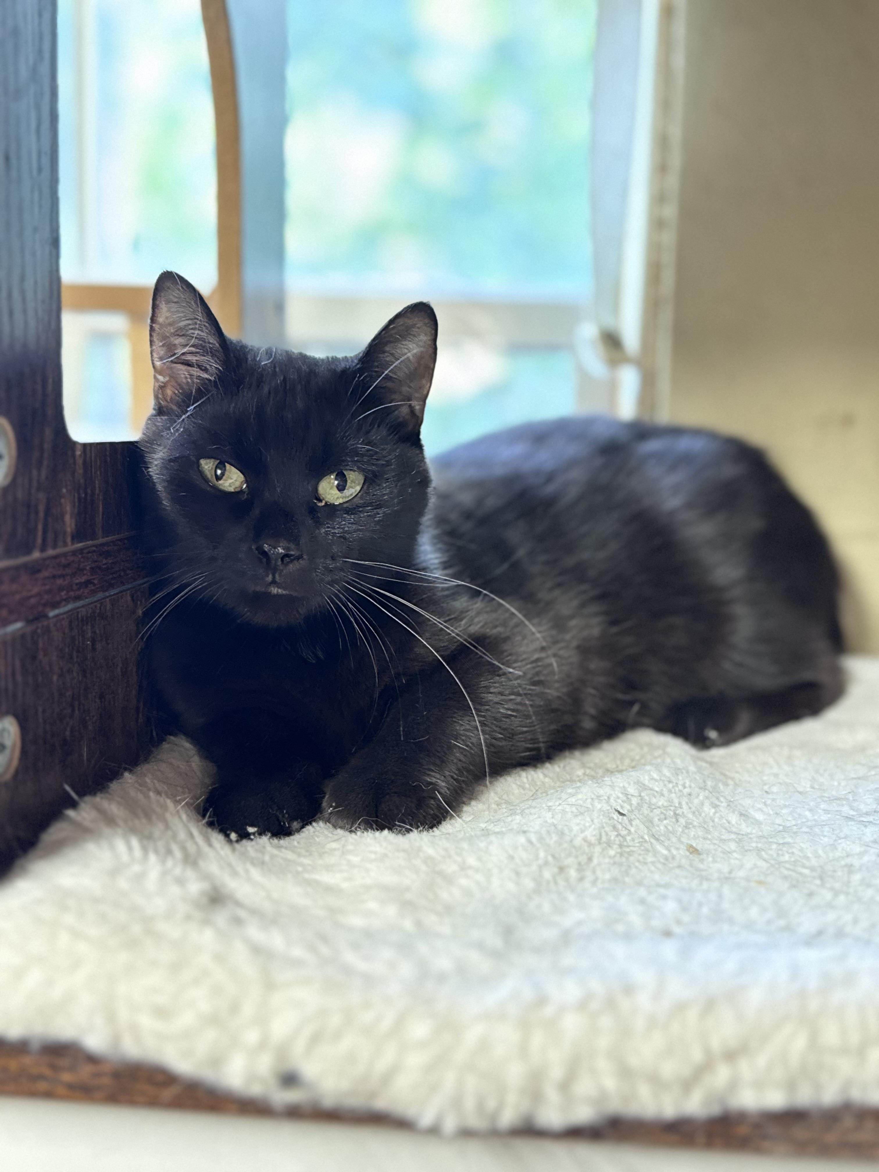 Stella, a Adoptable American Shorthair in Rixeyville, VA image 1/2