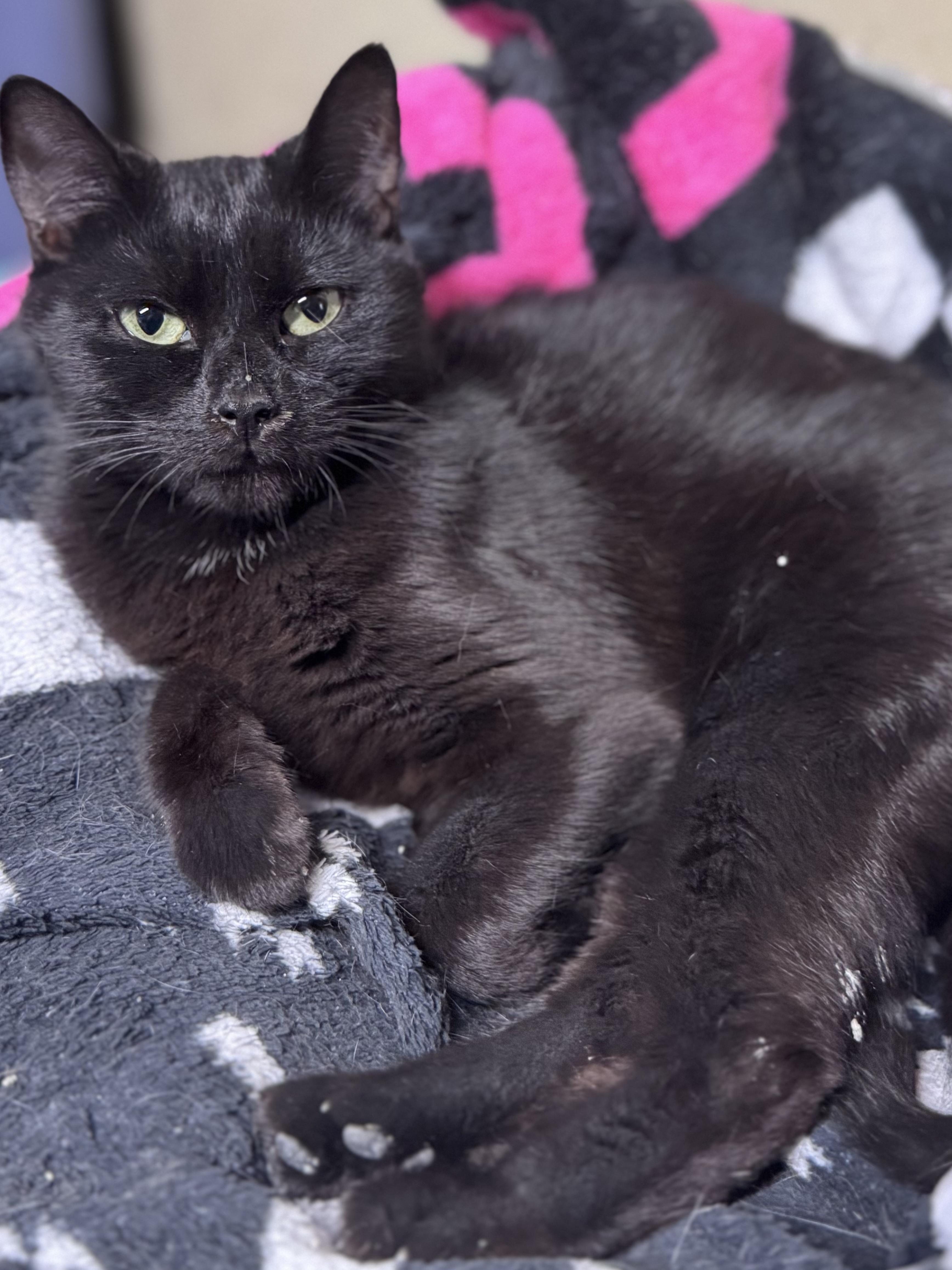 Stella, a Adoptable American Shorthair in Rixeyville, VA image 2/2