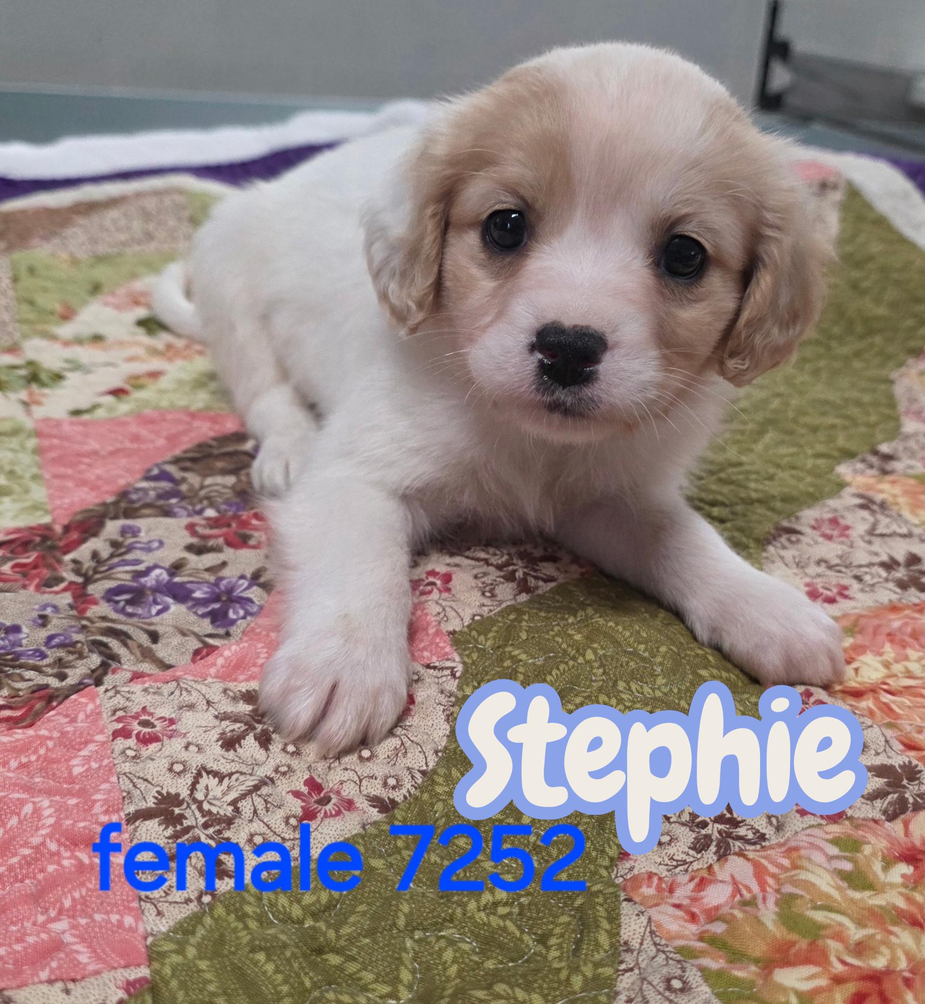 Enlarge Stephie , a ADOPTABLE mixed breed in South Amboy, NJ image 1/1