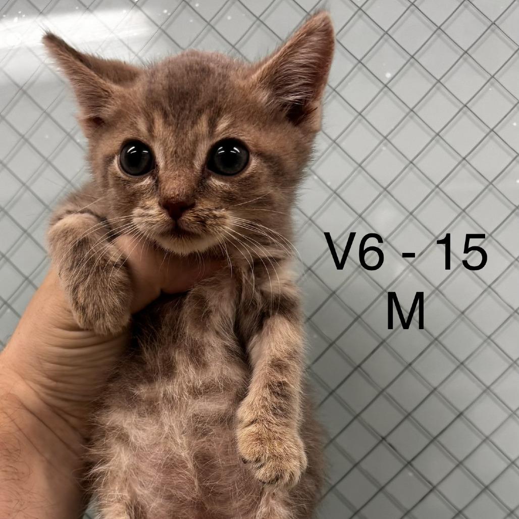 Vanilla Bean, Adoptable, Kitten Male Domestic Short Hair.