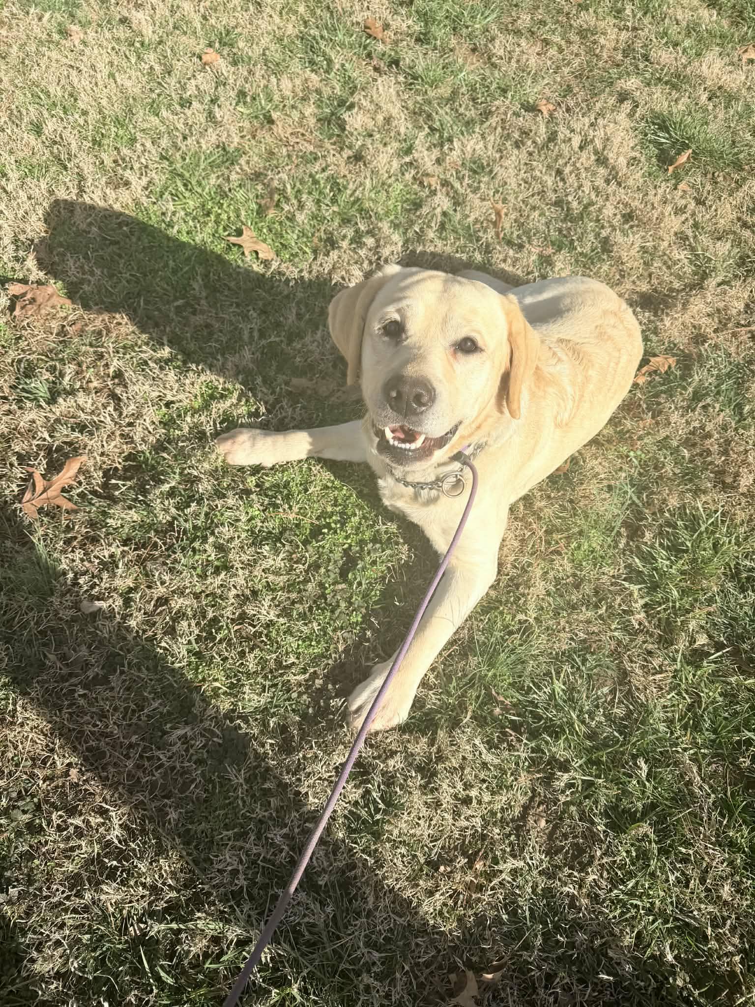 Enlarge Opie, a ADOPTABLE Labrador Retriever in Louisville, KY image 2/3
